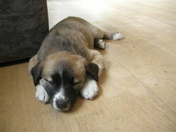 Blanding af racer Mulle billede 5