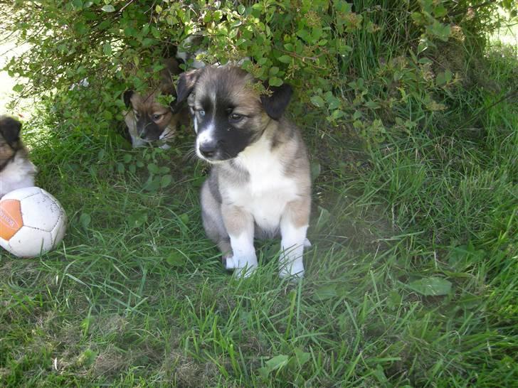 Blanding af racer Mulle billede 6