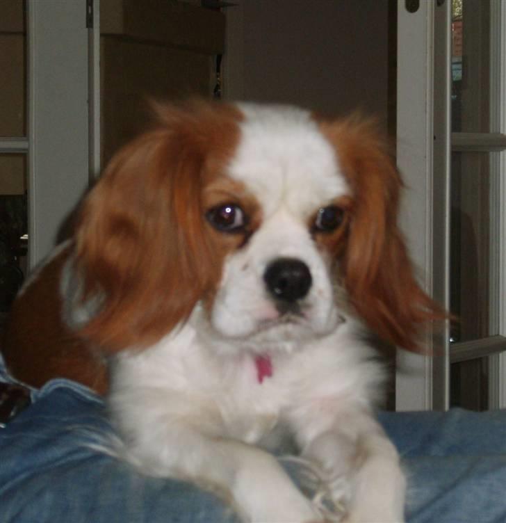 Cavalier king charles spaniel Pepsi - D. 1. maj 2009 billede 1