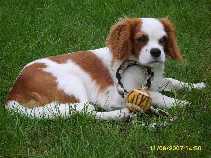 Cavalier king charles spaniel Pepsi billede 2
