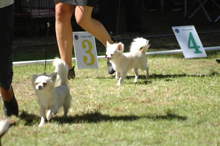 Chihuahua "Hermes" DKCh.  - Hermes løber som nr 2-Fin og Hannes nr 1-sikke de ligner hinanden her ;o) billede 12