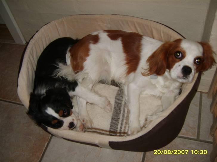 Cavalier king charles spaniel Pepsi - Vi kan da sagtens dele seng, når bare jeg har det meste af pladsen billede 3