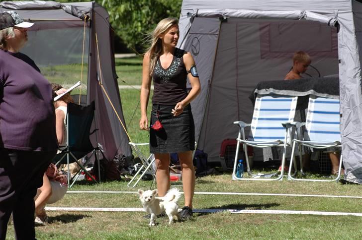 Chihuahua "Hermes" DKCh.  billede 13