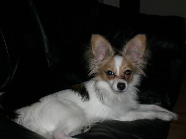 Papillon Balou  - Ligger i sofaen og nyder tilværelsen ;) billede 9