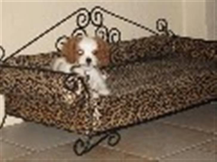 Cavalier king charles spaniel Pepsi - Ja da jeg var lile kunne jeg ligge på tværs, nu kan jeg kun ligge på langs billede 4