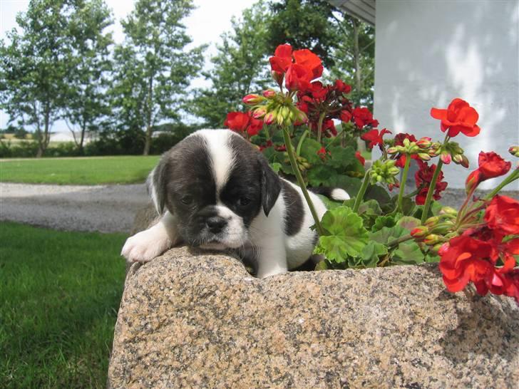 Blanding af racer Coco (21.05.07 - 01.05.19)  - jeg er lige gået på opdagelse i blomsterne, jeg er ca 6 uger på billedet   billede 2