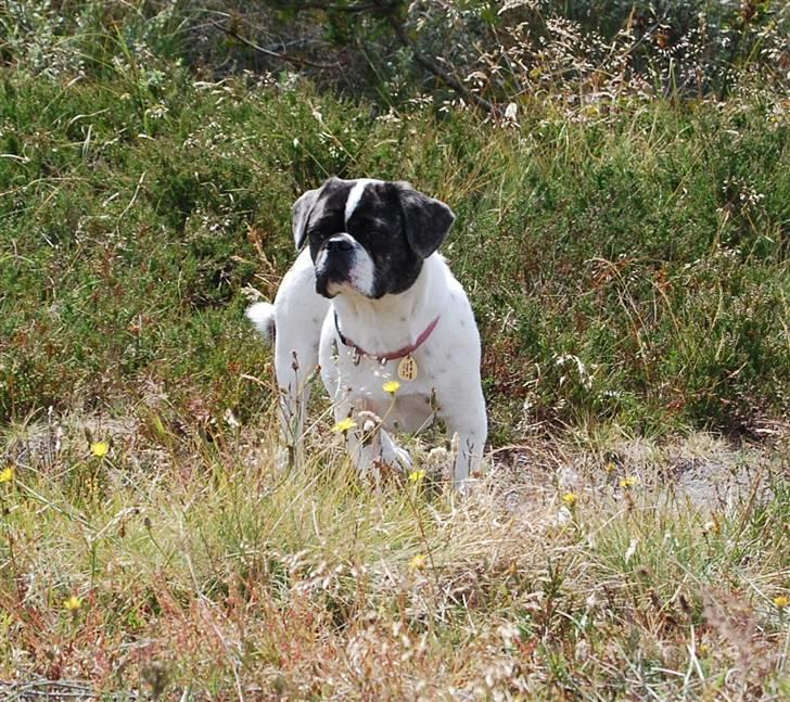 Blanding af racer Coco (21.05.07 - 01.05.19)  - uhh er der noget spændene der over... (uge 28 ´08) billede 3