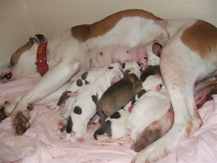 Amerikansk bulldog nanny fine ( fie) - 25/9-07 fik fie 9 skønne hvalpe billede 6