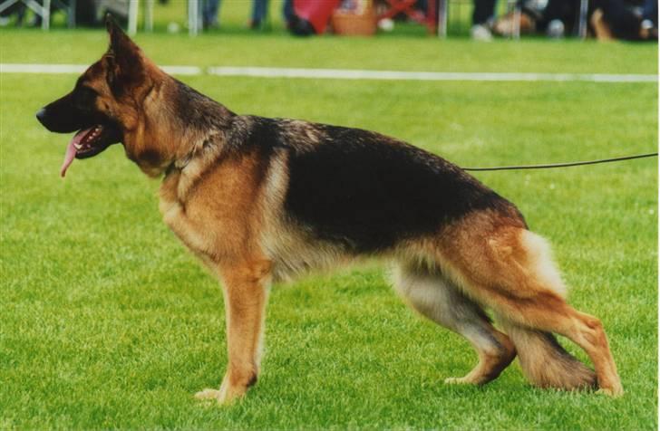 Schæferhund Heileis Heartbreaker(død) - Nr 2  unghundeklasse på Has 2001, taget på dagen billede 1