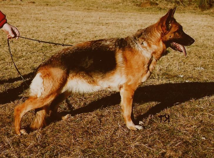 Schæferhund Heileis Heartbreaker(død) billede 2