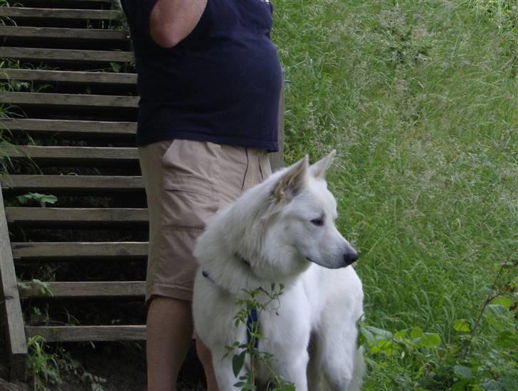 Hvid schæfer olsen billede 16