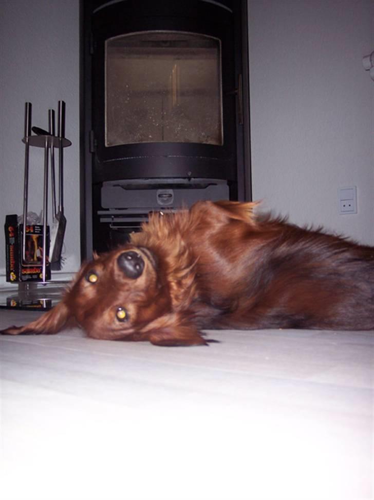 Gravhund mikkel <3 - jmikkel liqqer og taqer en slapper<3:) billede 3