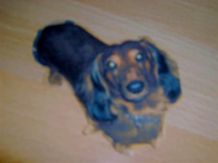 Gravhund mikkel <3 - mikkel du er aaltid sååååå nysgeriq<3 billede 4