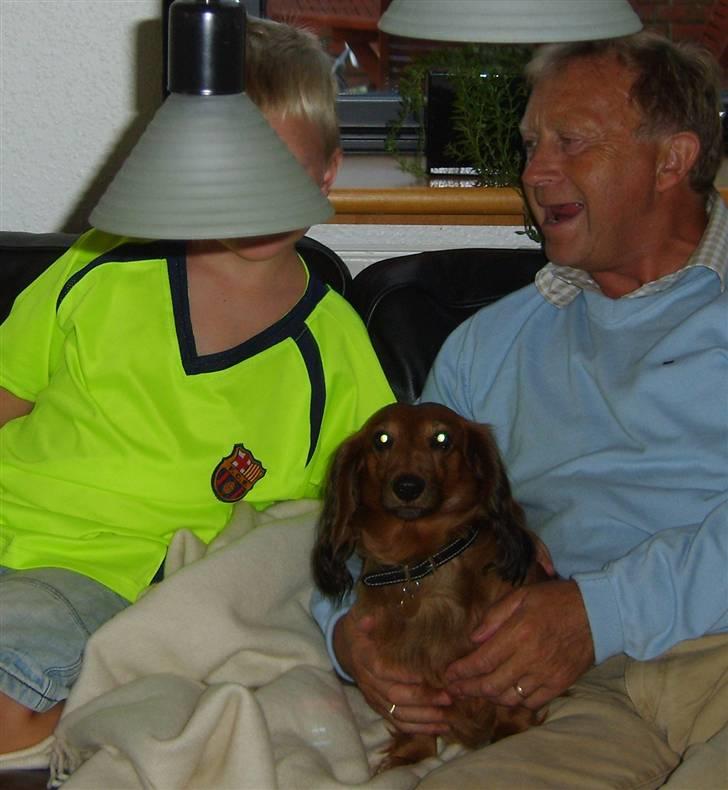 Gravhund mikkel <3 - mine bedsteforældre er hjemme for at se fodbold<3 billede 5