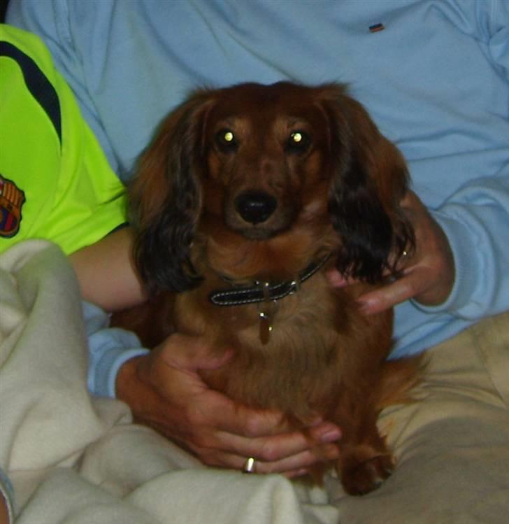 Gravhund mikkel <3 - og mikkel nyder det!<3 :) billede 6