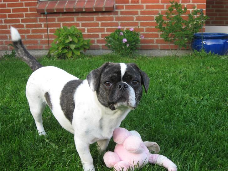 Blanding af racer Coco (21.05.07 - 01.05.19)  - hva sa´ du.. har du guffer billede 7