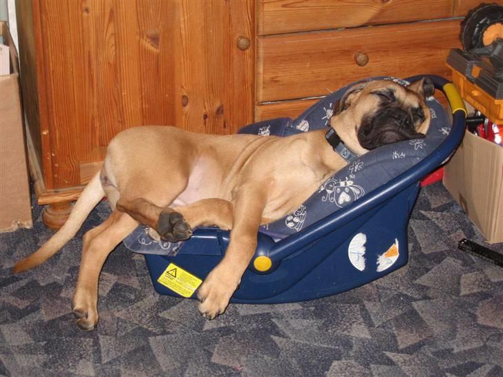 Bullmastiff Isabella - Jeg kan lige være der !!!!! (5 mdr) billede 1