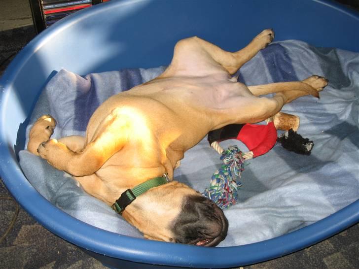 Bullmastiff Isabella - Er jeg ikke bare lækker ??? (4 mdr) billede 2