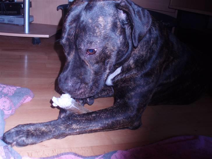 Amerikansk staffordshire terrier cammo billede 8