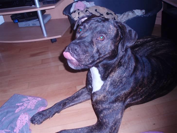 Amerikansk staffordshire terrier cammo - mums billede 9