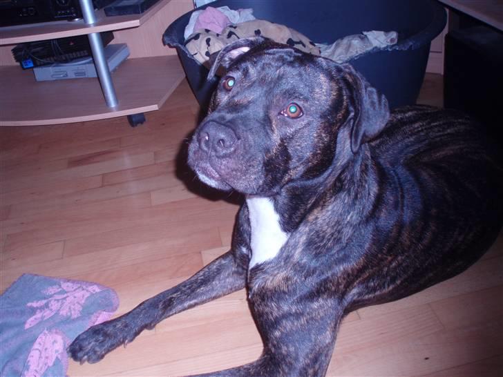 Amerikansk staffordshire terrier cammo billede 10