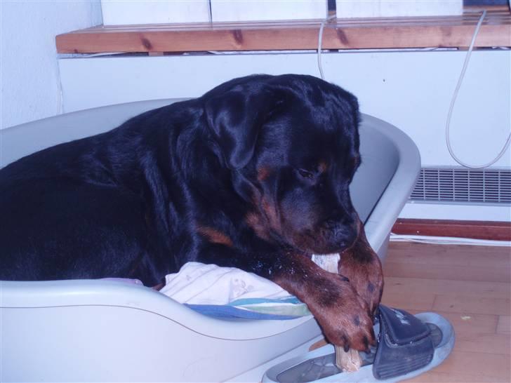 Rottweiler balto billede 15