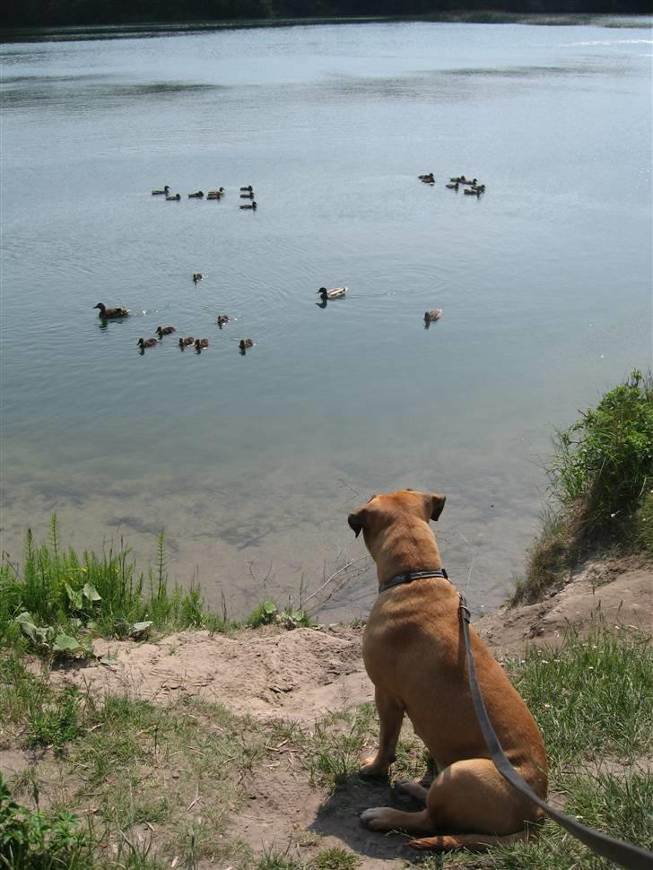 Bullmastiff Isabella - Dejlig udsigt ( 10½ mdr) billede 3