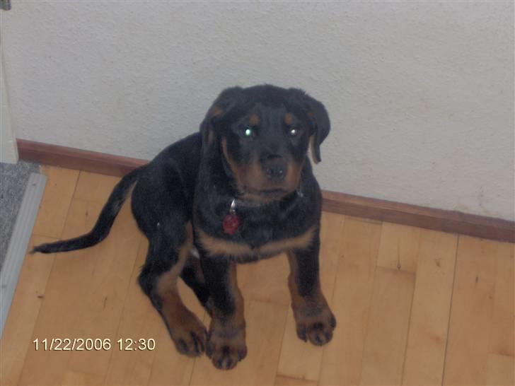 Rottweiler balto - næh hvor var jeg dog sød som lille billede 16