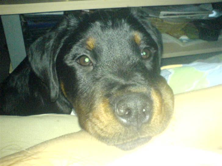 Rottweiler balto - kender i det at man bare er så træt.. billede 17