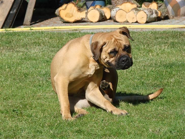 Bullmastiff Isabella - Øjh...hvor det altså klør (10½ mdr) billede 4
