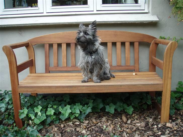 Cairn terrier Carlos billede 9