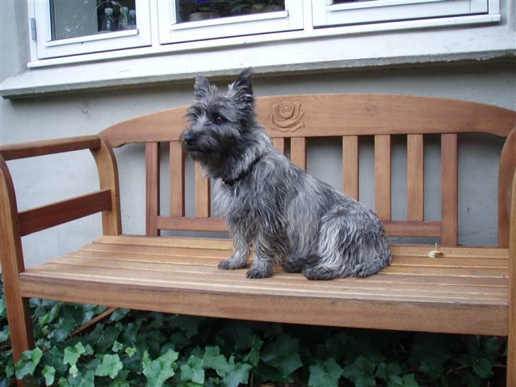 Cairn terrier Carlos billede 10