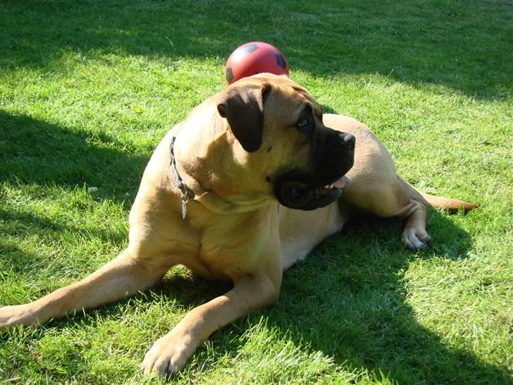 Bullmastiff Isabella - Hva sker der derhenne??? (10½ mdr) billede 5