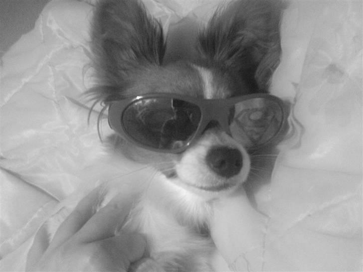 Papillon Liva (himmelhund) - min seje Liva  billede 8