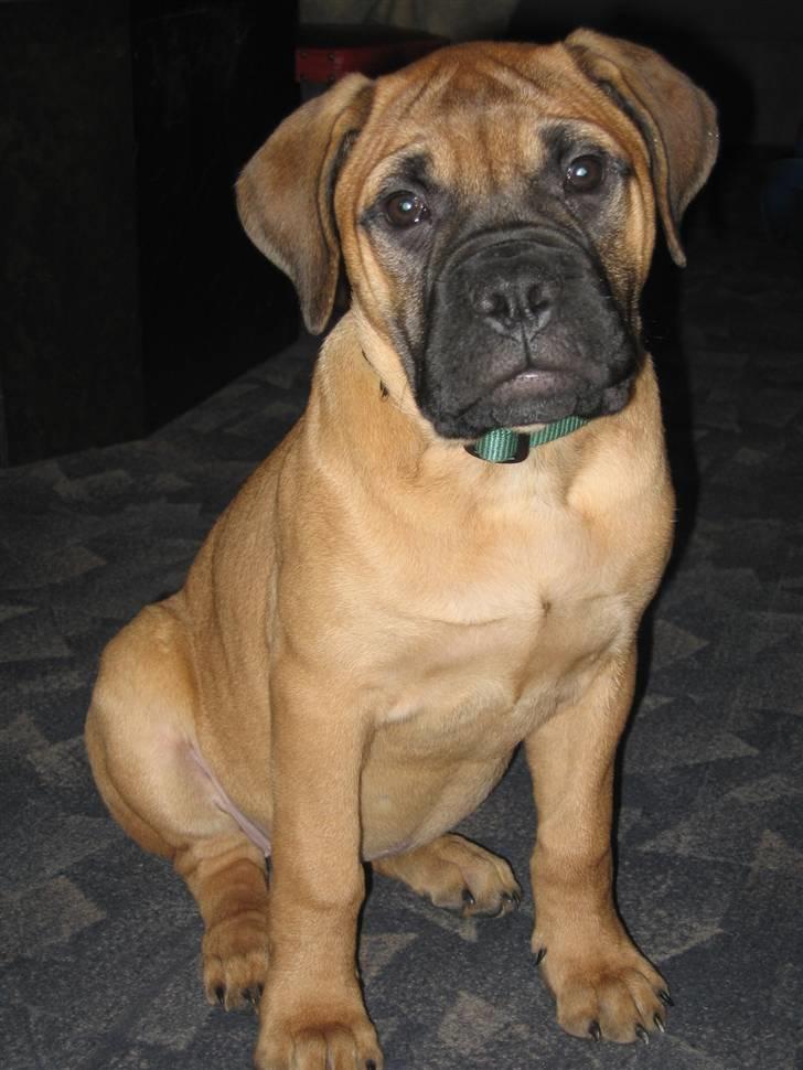 Bullmastiff Isabella - Nuttet ikke ??? ( 4 mdr) billede 6