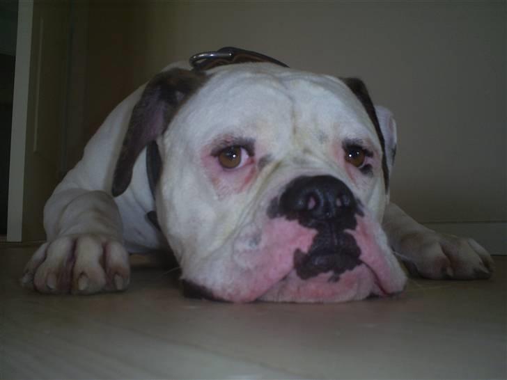Amerikansk bulldog Robin's Balu † R.I.P.† - hihi Balu har en evne til altid at se ked og træt ud :-) billede 4