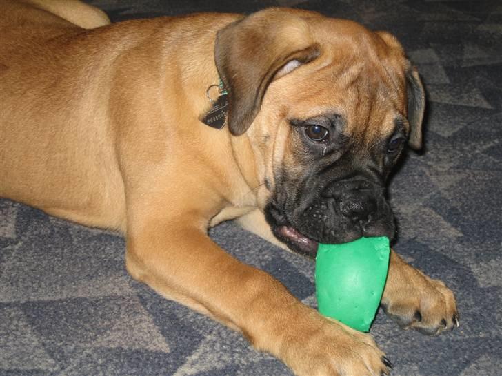 Bullmastiff Isabella - Bisserne klør nu... ( 4 mdr) billede 7