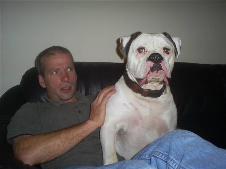 Amerikansk bulldog Robin's Balu † R.I.P.† - HVEM sagde FAR´s hund???? billede 5
