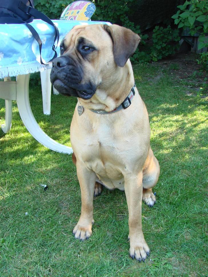 Bullmastiff Isabella - Og jeg vokser stadig... (10½ mdr ) billede 8