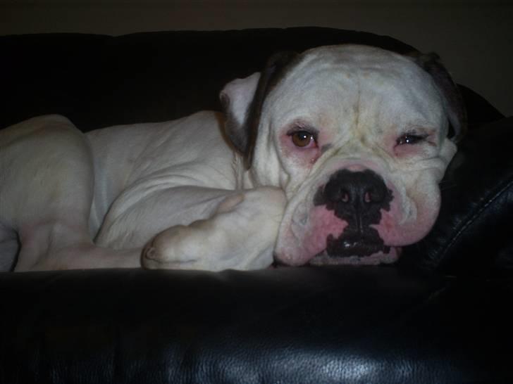 Amerikansk bulldog Robin's Balu † R.I.P.† - Thats what I do Best :-) billede 6
