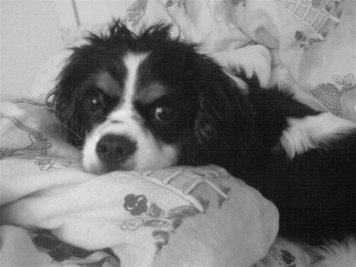 Cavalier king charles spaniel Boffi - Boffi nyder og slappe af*S* billede 5