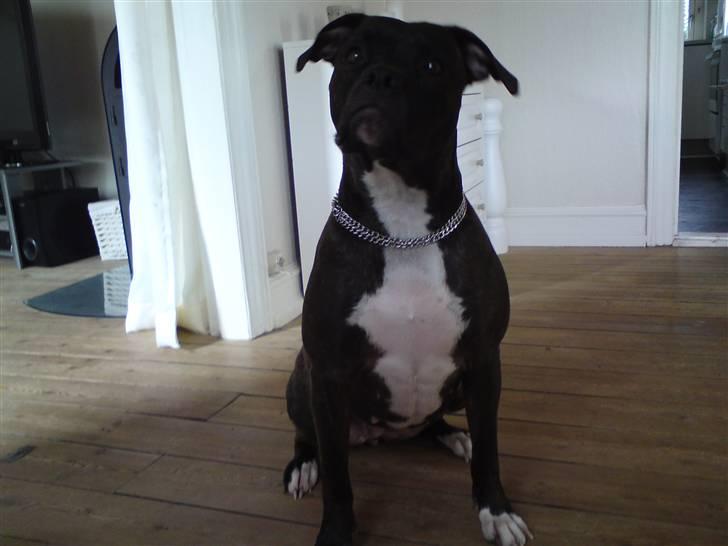 Amerikansk bulldog Topp's Magic Deville billede 1