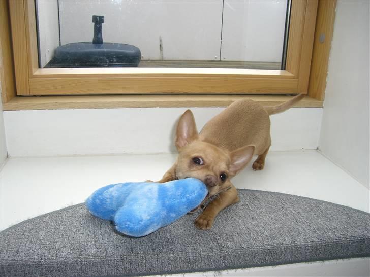 Chihuahua Mikkel Jensen - bare kom hvis du tør og ta`den fra mig billede 6