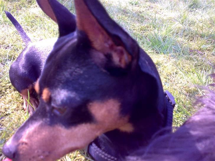 Dvaergpinscher Magnus billede 6