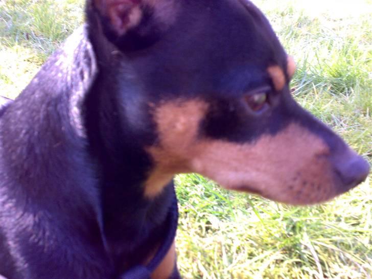 Dvaergpinscher Magnus - dejligt vejr ;) billede 7