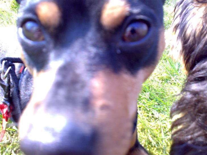 Dvaergpinscher Magnus - hejson billede 8