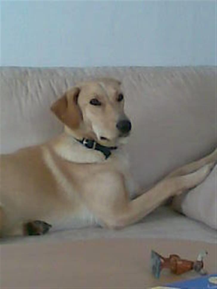 Blanding af racer Sally billede 6