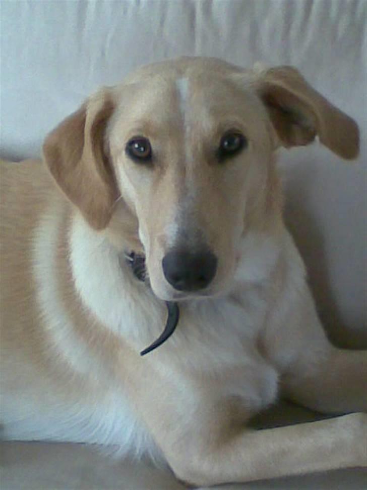 Blanding af racer Sally billede 7