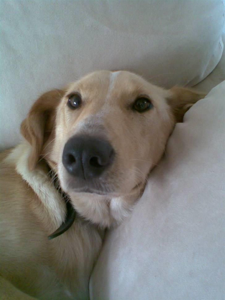 Blanding af racer Sally billede 8