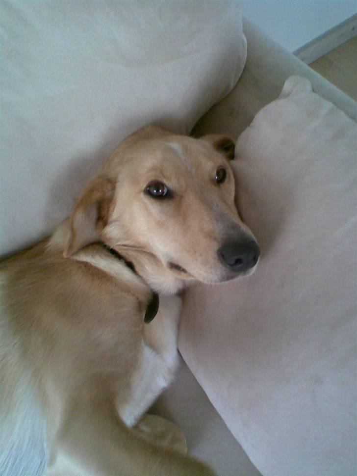 Blanding af racer Sally billede 9